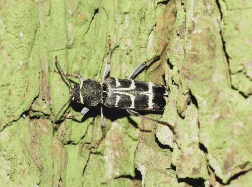 Xylotrechus ibex1 - Lucień 08.07.2017.JPG