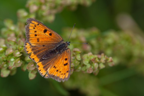 03 Lycaena dispar.jpg