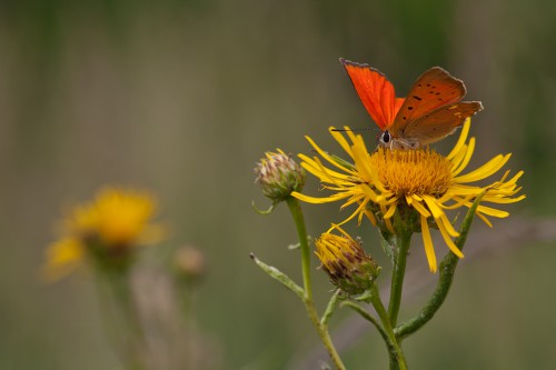 04 Lycaena virgaureae.jpg