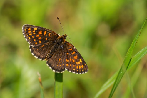 06 Melitaea diamina.jpg