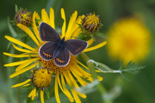 08 Plebejus argyrognomon.jpg