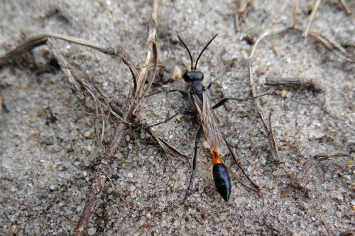 Ammophila sp._10072017.jpg