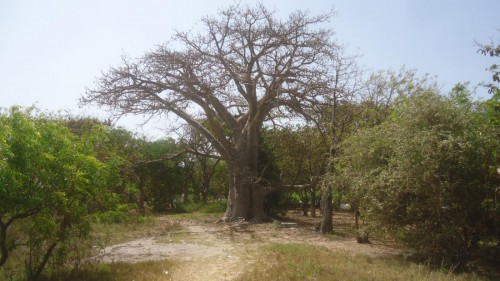 Baobab.jpg