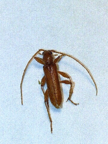 Axinopalpis gracilis.jpg