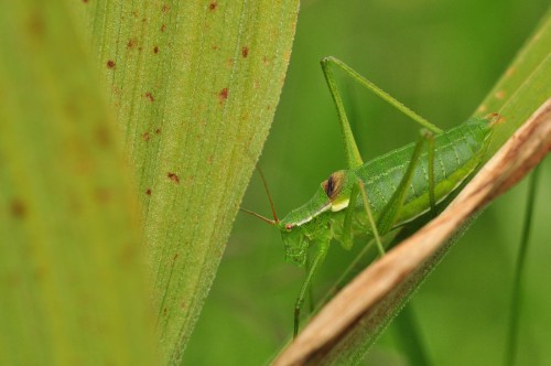 zrówieńka Isophya sp.