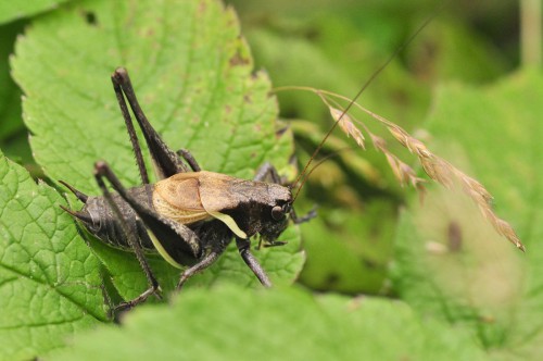 podkrzewin Pholidoptera aptera