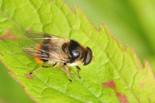 Cheilosia illustrata ?