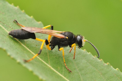 gliniarz naścienny Sceliphron destillatorium