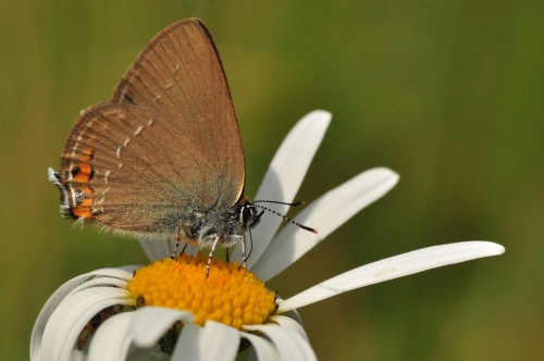 ogończyk akacjowiec Satyrium acaciae