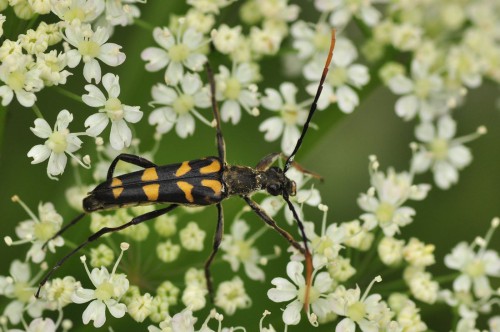 Leptura annularis