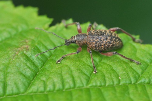 Otiorhynchus sp.