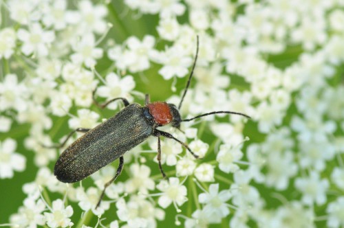 Ischnomera sanguinicollis