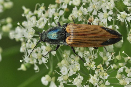 Ctenicera virens