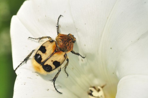 orszoł Trichius sp.