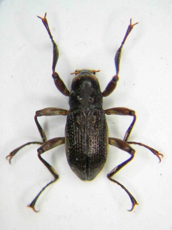 Macronychus quadrituberculatus.jpg