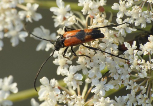 S.bifasciata