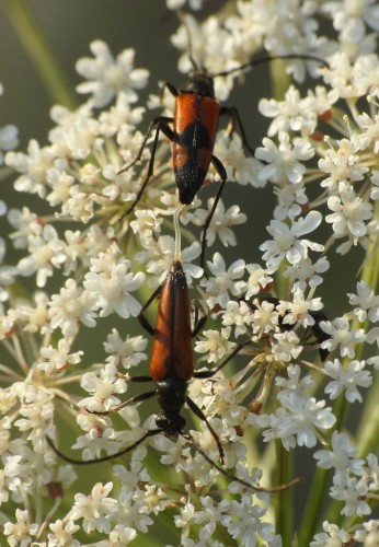 S.bifasciata