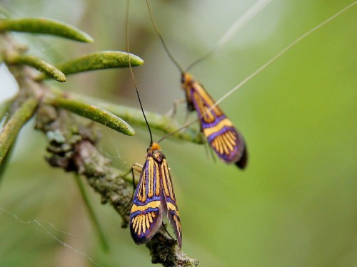 Nemophora congruella