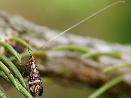 Nemophora congruella