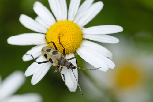 Pachyta quadrimaculata (Linnaeus, 1758)