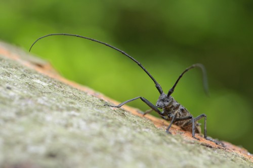 Monochamus sartor sartor(Fabricius, 1787)