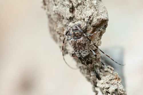 Acanthocinus griseus (Fabricius, 1793)