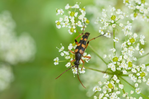 Strangalia attenuata (Linnaeus, 1758)