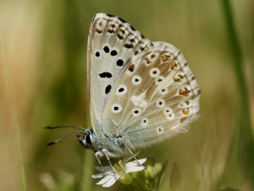 1 Polyommatus coridon on