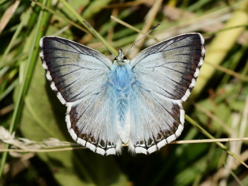 1 Polyommatus coridon on