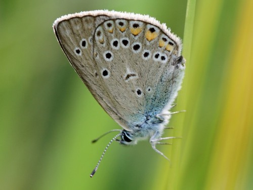 2 Polyommatus amanda ona