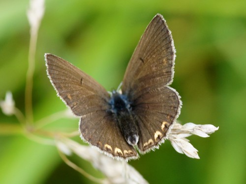 2 Polyommatus amanda ona