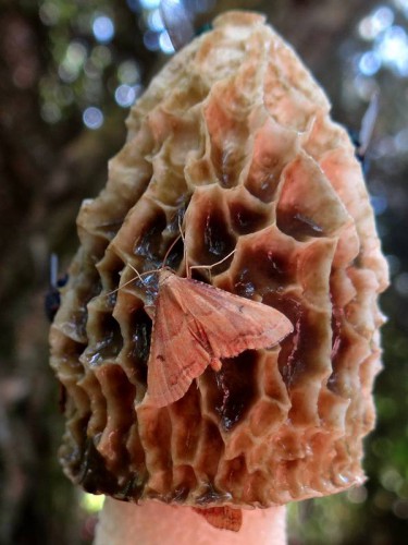 Microlepidoptera na owocniku sromotnika_15072017.jpg