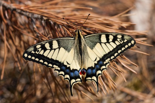 Papilio machaon.jpg