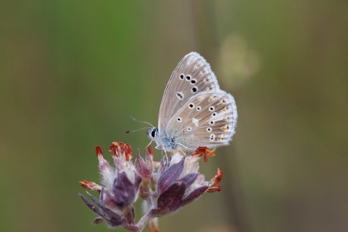 Polyommatus dorylas.jpg