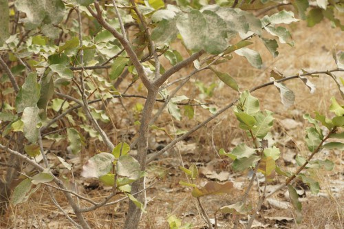 Krzaki w Tanji Beird Reserve.jpg