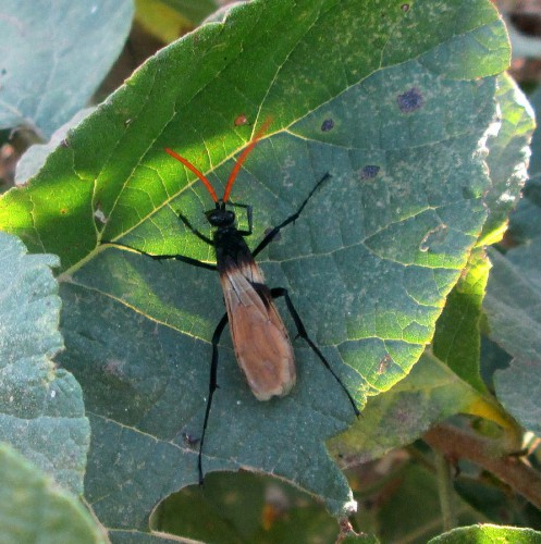 !Pepis sp Pompilidae Peru.jpg