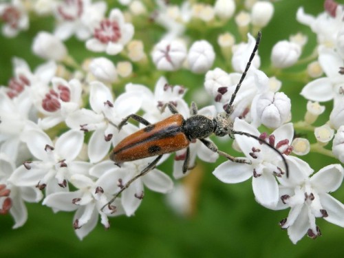 Vadonia ssp. wymagająca oznaczenia