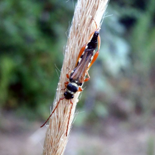 Stenopterus flavicornis - w poprzednich latach nierzadki, w tym roku odnotowany na podstawie tylko jednego osobnika