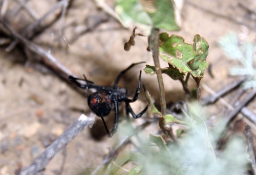 Latrodectus mactans?