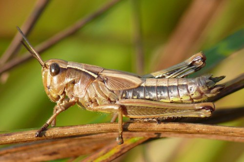 Stethophyma grossum - larwa