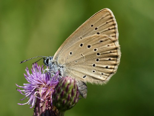 Phengaris teleius