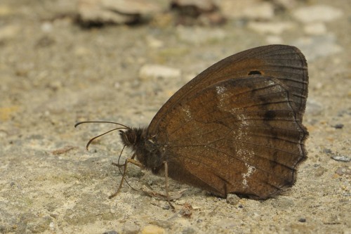 M. dryas No1.jpg