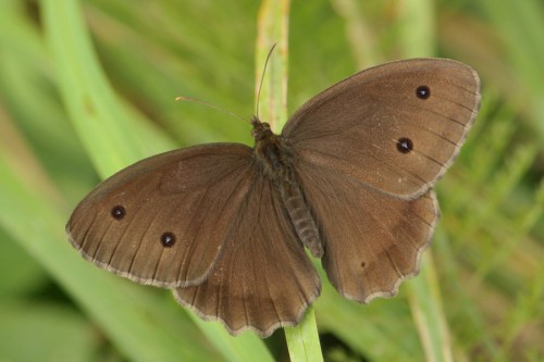 M. dryas No2.jpg