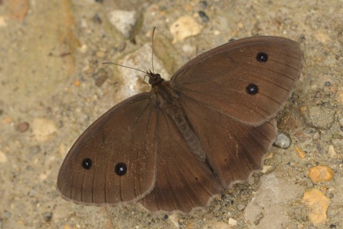 M. dryas No3.jpg