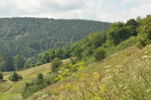 Pogórze Dynowskie - Lipiec 2017.jpg