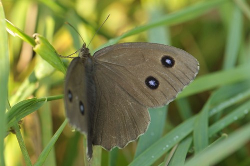 M. dryas No7.jpg