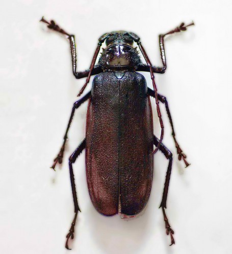 Macrotoma palmata Gambia.jpg