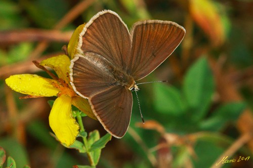 Polyommatus ripartii 22.07.2017r.