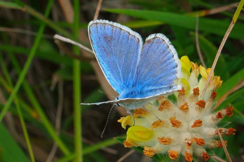 Polyommatus dorylas 28.07.2017r.