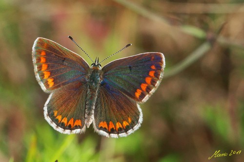 Aricia agestis 27.07.2017r.